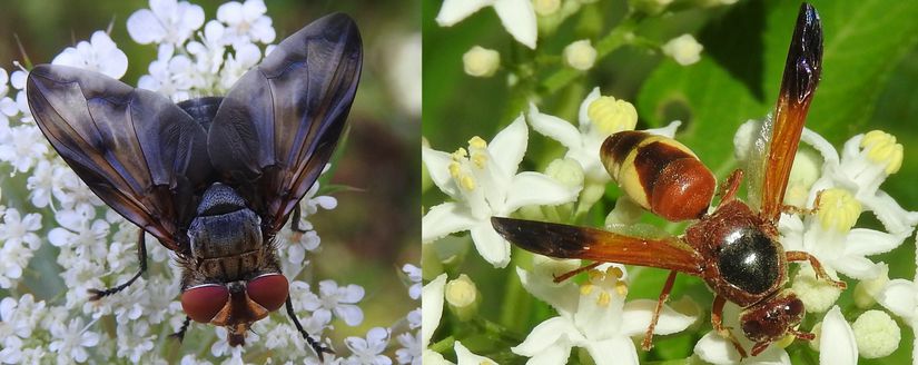 Phasia sp (Tachinidae) ve Rhynchium oculatum (Vespidae)