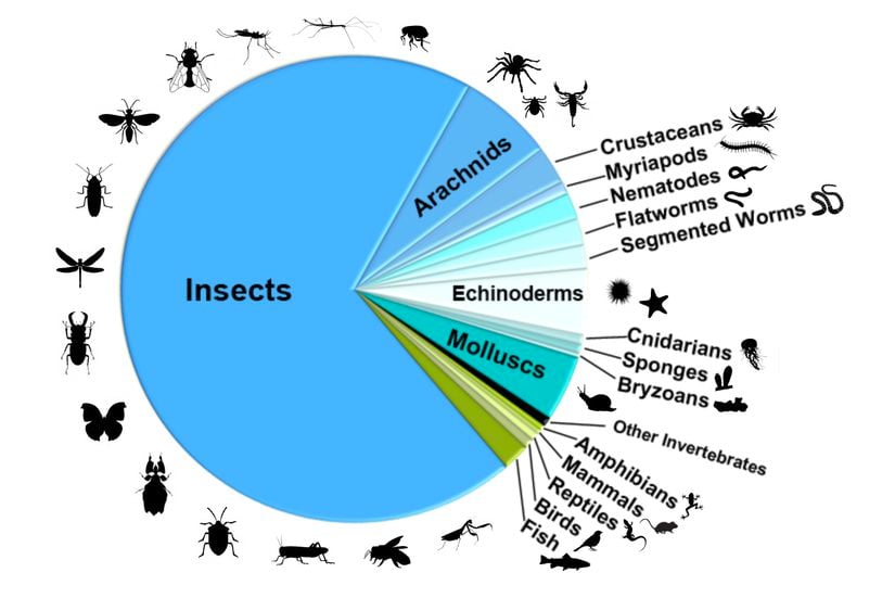 Böceklerin envai çeşitliliği.