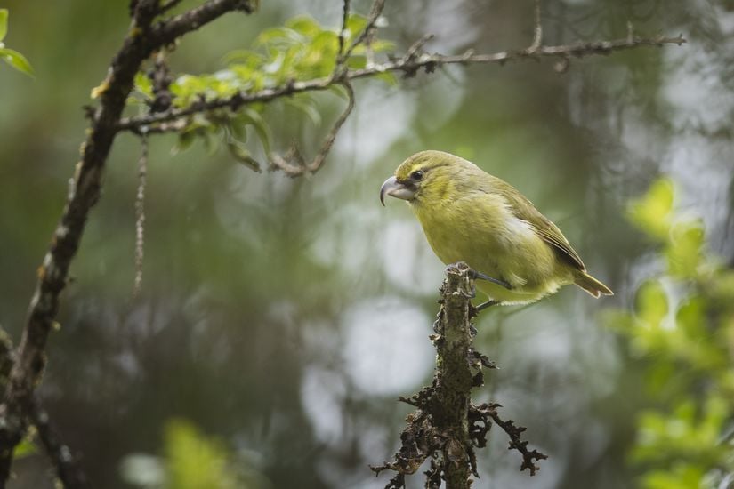 Maui adasında yalnızca küçük bozulmamış tropikal yağmur ormanlarında yaşayan kritik derecede nesli tükenmiş olan kiwikui (Maui papağan gagası) dahil olmak üzere birçok yerli kuş risk altında yaşıyor.