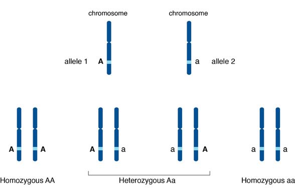 İki kromozomda aynı gene ait farklı aleller
