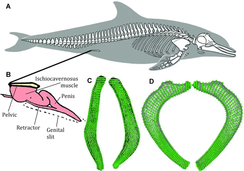 Balinalardaki (ve yunuslardaki) pelvis kemiği penise ve penisi geri çeken retraktöre bağlıdır.