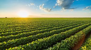 Genetic Breakthrough Enhances Soybean Adaptation To High Latitudes