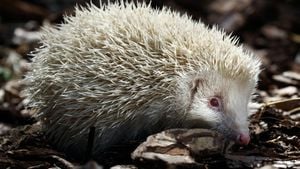 Rescue Groups Prepare Hedgehogs For Winter Challenges