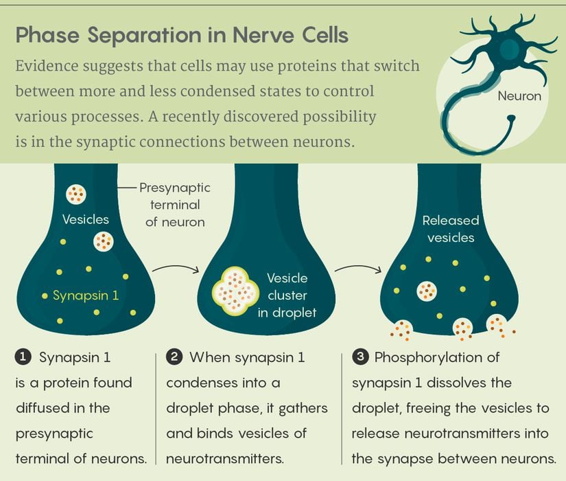 Sinapsin 1'in damlacık fazına yoğunlaştığında nörotransmiter içeren vezikülleri bağladığını ve fosforile olduğunda vezikülleri serbest bırakıp içindeki nörotransmiterlerin sinaptik aralığa salınmasını sağladığını gösteren illüstrasyon.
