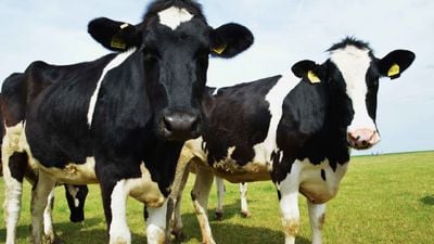 ABD'ye Süt ve Süt Ürünleri Sağlayan İneklerin Neredeyse Hepsi, Sadece 2 Boğanın Soyundan Geliyor!
