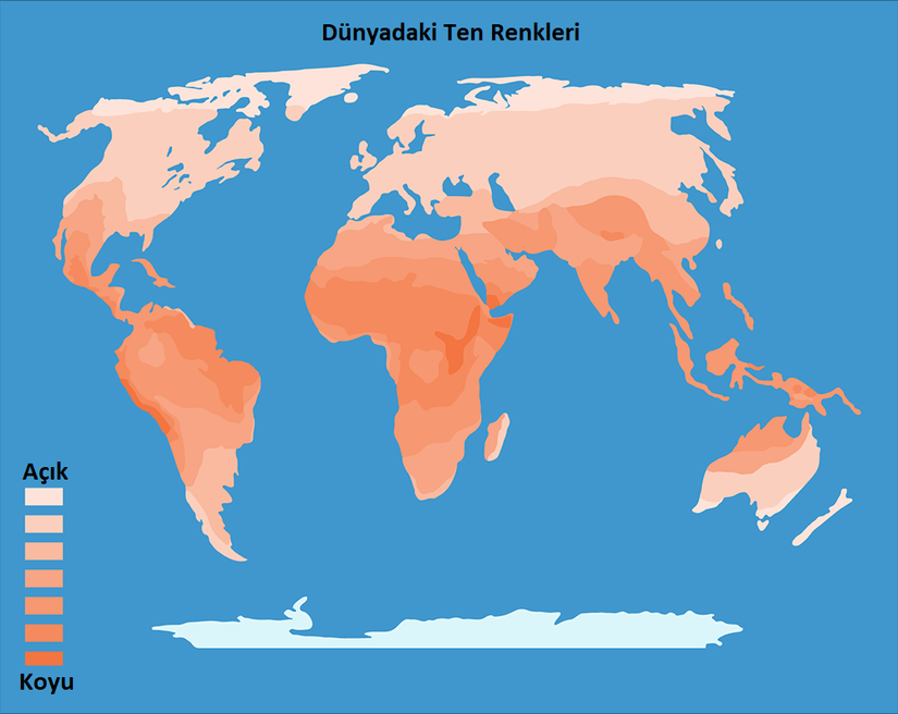 Bu haritada insanların yaşadıkları bölgelerdeki ultraviyole radyasyon seviyelerine göre öngörülen cilt renkleri göstermektedir.