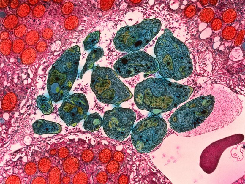 Toxoplasma gondii (yeşil)