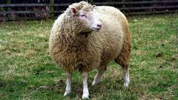 Kopya Koyun Dolly Nasıl Klonlandı?