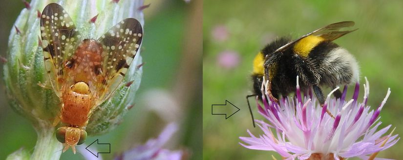 Xyphosia sp. (Tephritidae) ve Bombus sp. (Apidae). Bombus türünde kanattaki dirsek benzeri yapıya dikkat!