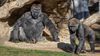 Gorillere SARS-CoV-2 Bulaşabiliyor: İnsan Harici Primatlarda İlk Defa COVID-19 Görüldü!