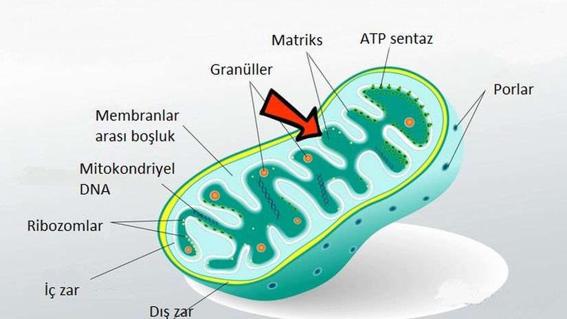 ATP sentezinde görevli olan mitokondri organelin yapısı.