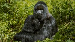 Doğu gorili (Gorilla beringei)