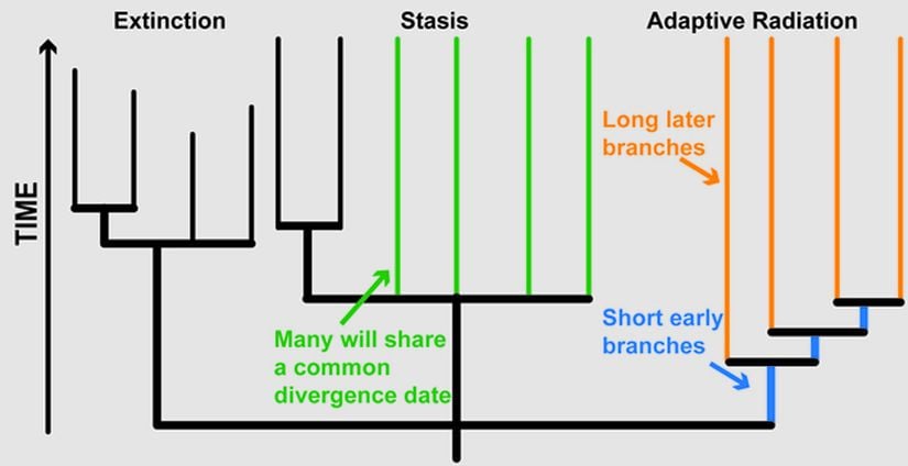 Görsel 1. Nesil tükenmeleri, adaptif radyasyonlar ve durağanlık (staz) gibi makroevrimsel model örneklerinin filogenetik ağaçta gösterimi.