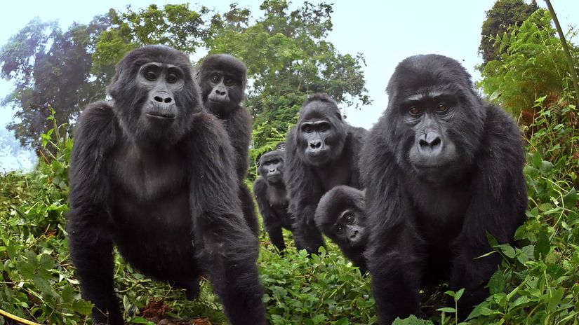 Goril gibi büyük maymunlar da enfekte olabilmektedir