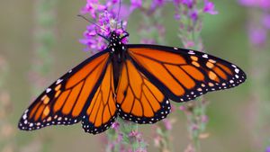 Conservation Efforts Aim To Save Monarch Butterflies