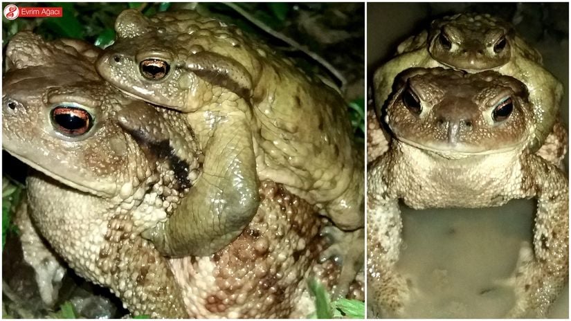 Şubat 2016'da Sakarya'nın Karasu ilçesinde gözlemlediğimiz Siğili kurbağa (Bufo bufo) çiftindeki aksiller (koltuktan) tipteki ampleksus (kucaklaşma davranışı). Erkek ve dişi bireyler arasındaki boyut farkı dikkat çekiyor.