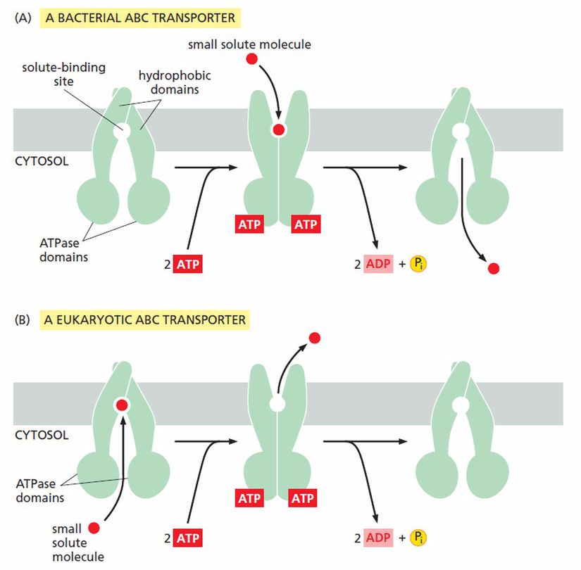 ABC Transporter Proteininin Çalışma Mekanizması