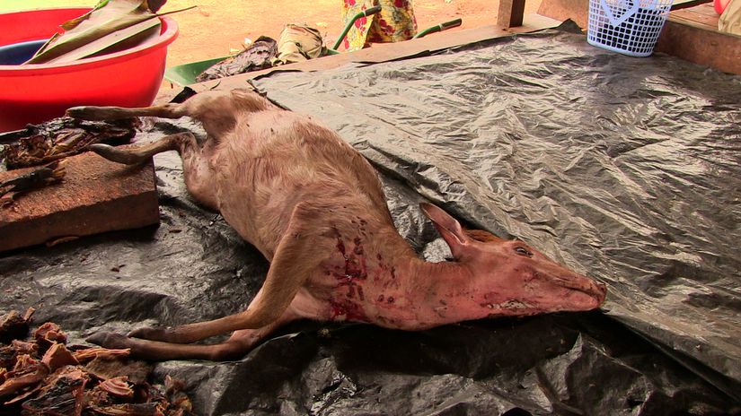 Kongo’da bir et pazarında satılan yabani antilop.