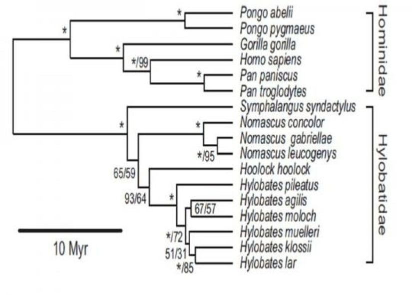 Hominoid türlerinin mitokondriyal filogenetik ağacı