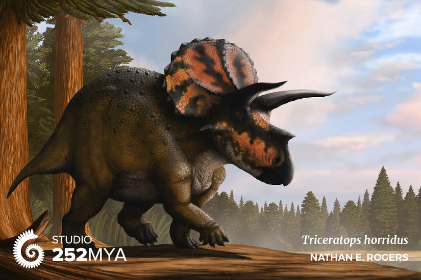 Triceratops horridus rekonstrüksiyonu.
