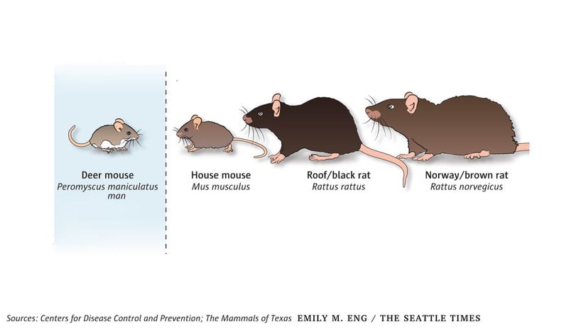 Ölümcül seyredebilen akciğer tutulumu yapan tipi, Kuzey Amerika'da yaşayan geyik faresinde (Peromyscus spp.) görülür.