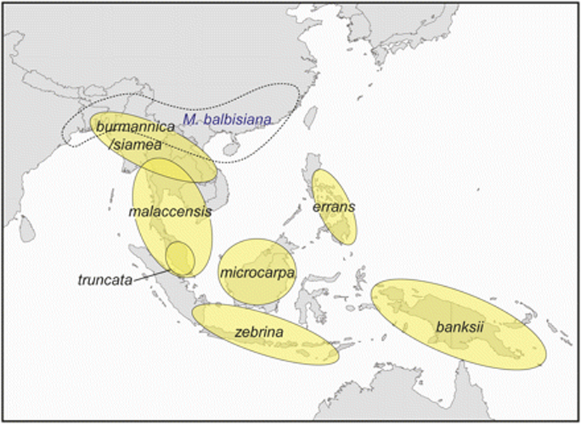 Musa acuminata türünün alt türlerinin Güneydoğu Asya'daki yayılımı.