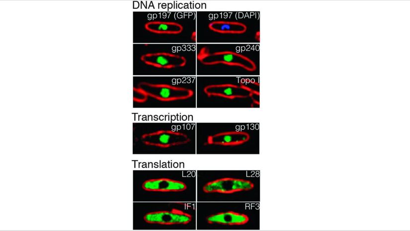 Virüs DNA'snın replikasyonu ve transkripsiyonu kompartımanın içinde kalmışken, translasyonu sadece kompartımanın dışında görüyoruz.