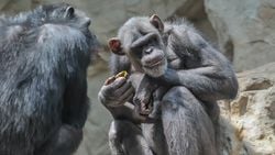 Gombe Maymun Savaşı: Doğanın Acımasızlığı