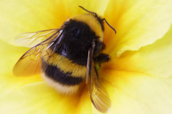 Bilim İnsanları Bombus Arılarının Azalmasında 'Önemli' Yeni Bir Faktör Ortaya Çıkardı.