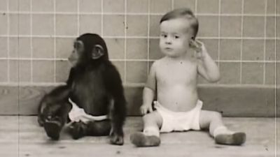 Şempanze ve Bebeği Bir Arada Büyütmek: Hangisi Hangisine Benzer?