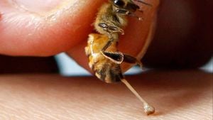 Bal Arıları ve İğneleri: Arılar Soktuktan Sonra Her Zaman Ölürler mi?