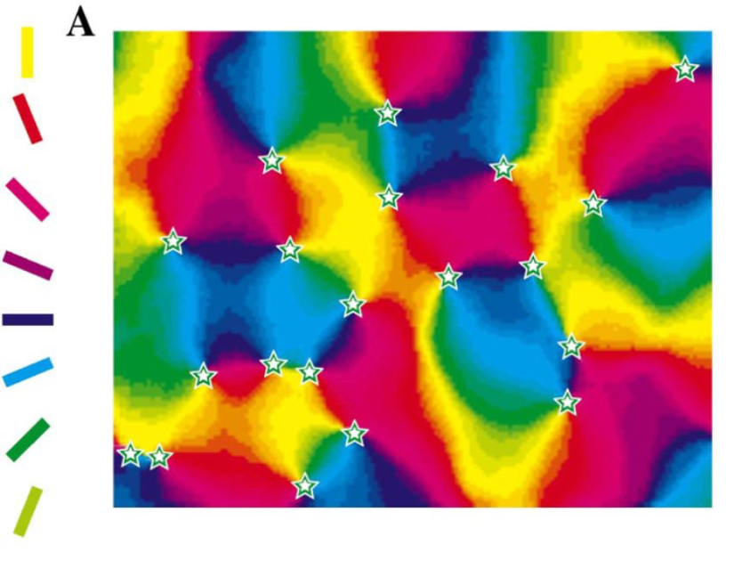 Fırıldak modeli şeklinde konumlanmış oryantasyon sütunları. Her sütun, gösterildiği renkteki yönelimleri algılamaya özelleşmiş nöronları bulundurur.