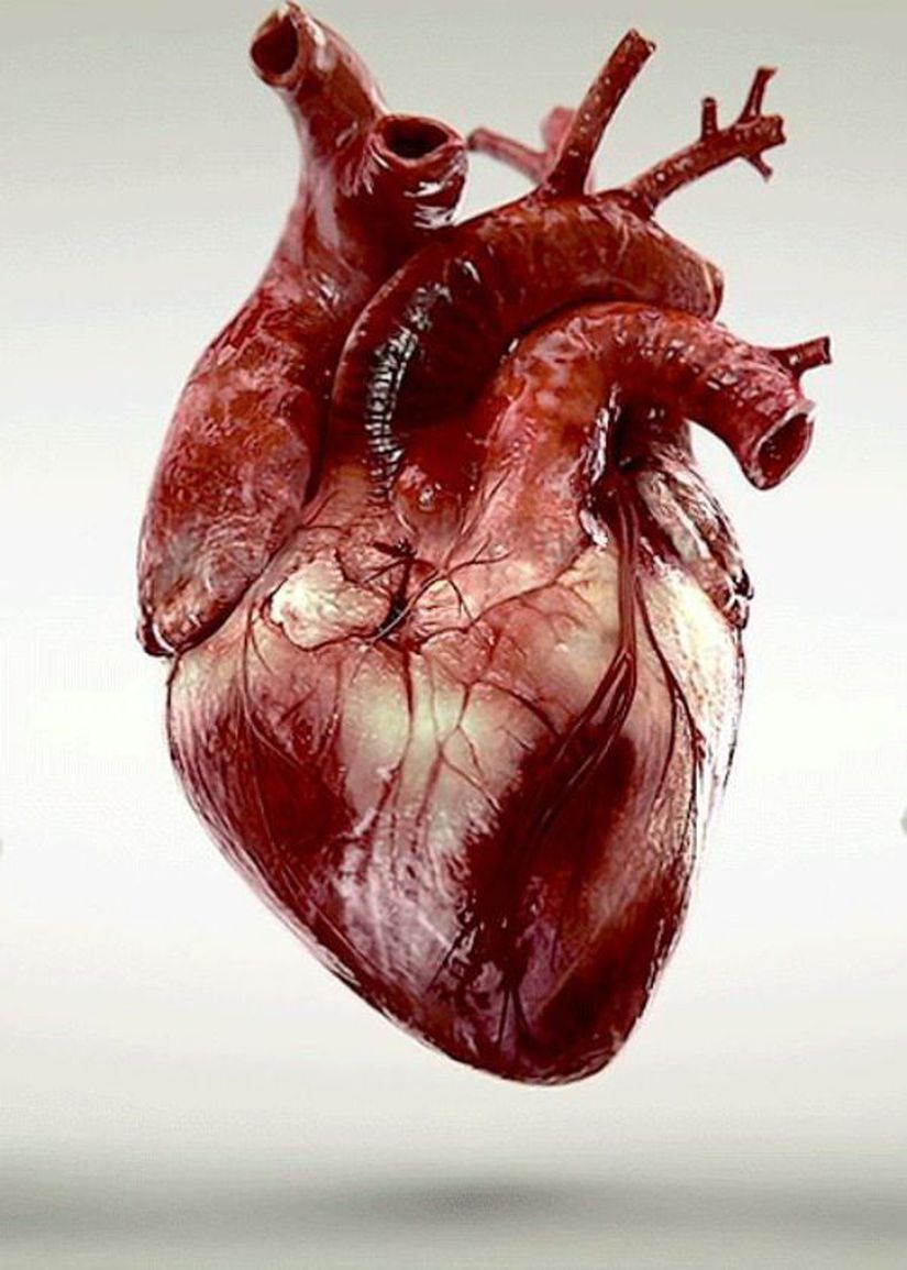Gerçek bir kalbin şekli...