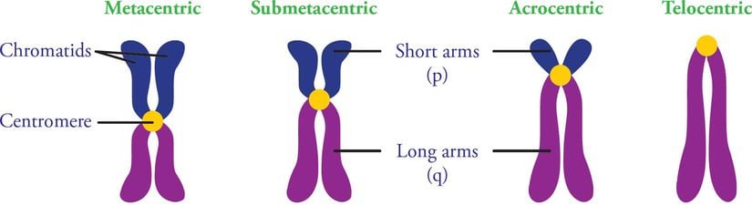 Akrosentrik kromozomlar, soldan üçüncü sırada görülmektedir.