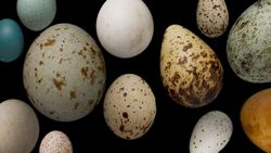 Taklitçilere Karşı Önlem: Kuşlarda Kendi Yumurtalarını Tanımak İçin "İmza Desenleri" Evrimleşiyor!