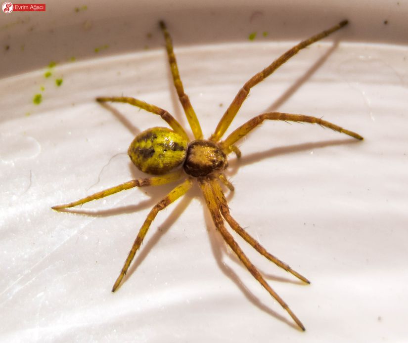 Makro tekniği nedeniyle büyük gözükse de, tırnak boyutunda oldukça ufak örümceklerdir.