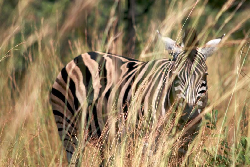 Doğal ortamında bir zebra.