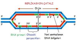 DNA Replikasyonu Modellerinde Gösterilen 3' ve 5' Neyi İfade Ediyor?