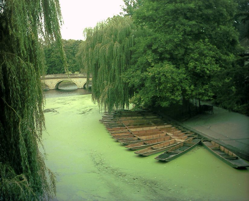 Ötrofikasyon sonucu nehrin yüzeyinde görülen alg ve yosun popülasyonları.