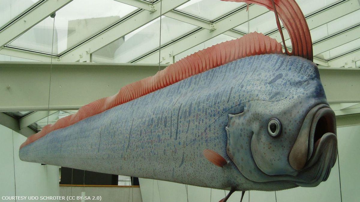 Oarfish Sighting Precedes Earthquake Anomaly