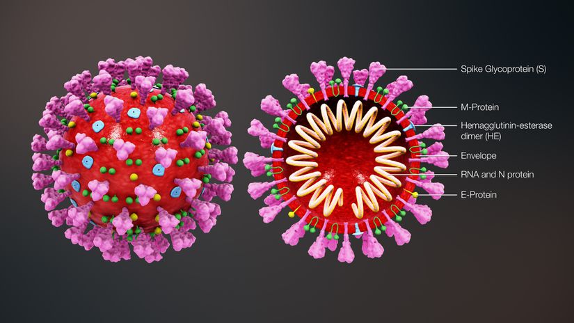 Koronavirüs yapısının 3D illüstrasyonu.