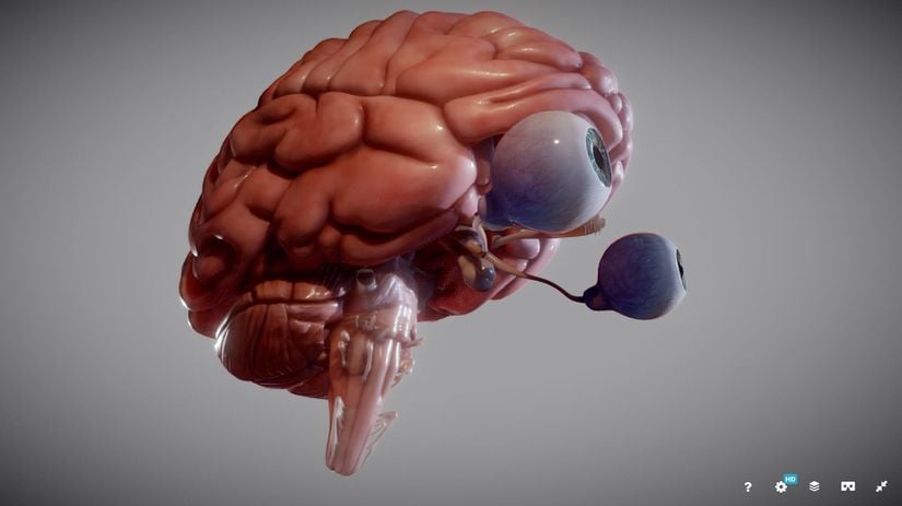 Göz ve beynin 3 boyutlu modeli