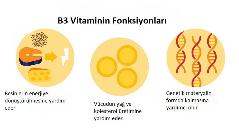 B3 vitaminin fonksiyonları.
