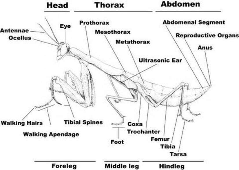 Mantis Genel Anatomisi