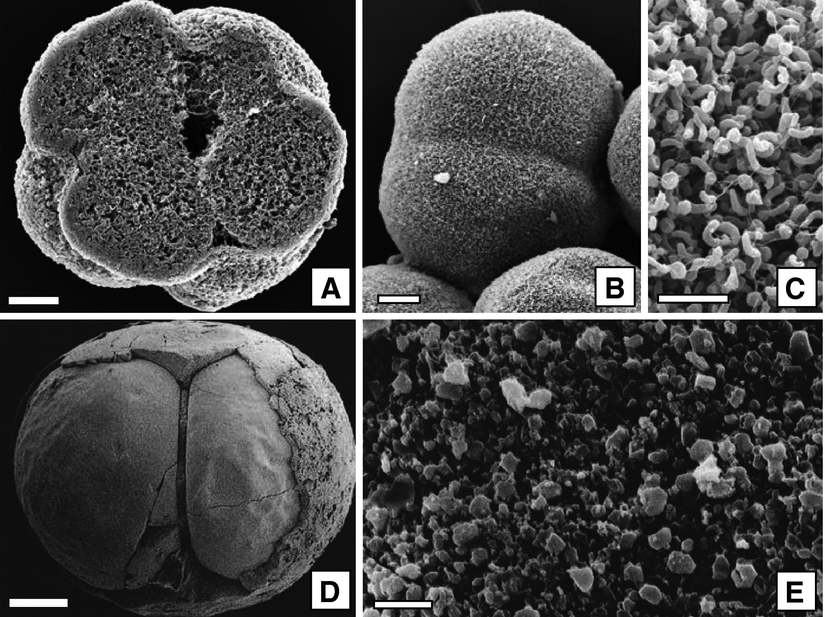 Heliocidaris erythrogramma türü ekinoid embriyolarının fosilleşmesini mümkün kılan otijenik mineralizasyon.