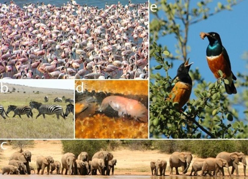 Hayvanlar aleminde toplu yaşam yaygındır. (a) Flamingo (Phoenicopterus minor) kolonileri ve (b) zebra (Equus quagga) sürüleri gibi pek çok tür geçici birlikler kursa da (c) Afrika filleri (Loxodonta africana), (d) takırtı karidesi (Synalpheus brooksi) ve (e) sığırcıklar (Lamprotornis superbus) gibi bazı türler daha kalıcı topluluklar oluşturup yıl boyunca birlikte yaşarlar.