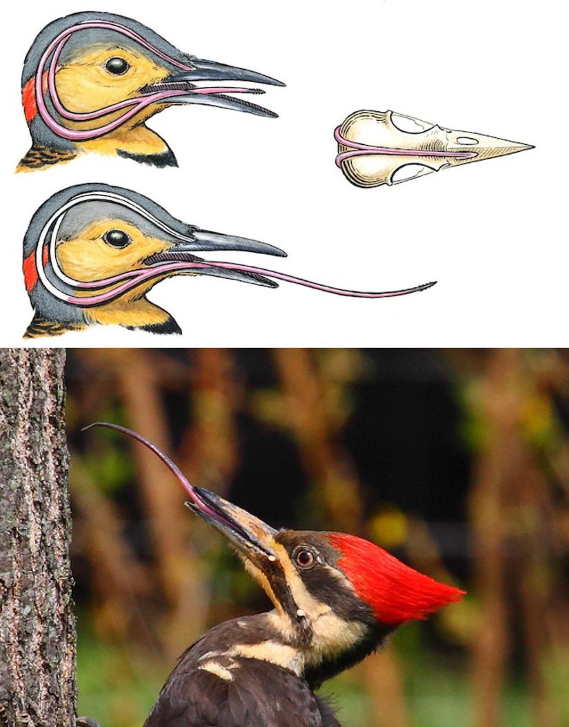 Görsel 2: Ağaçkakanın hyoid kemiği ve kafatası. Canlı bir kuşta iki uzun boynuz kafanın iki yanını sarar ve nazal boşluğa yerleşir.