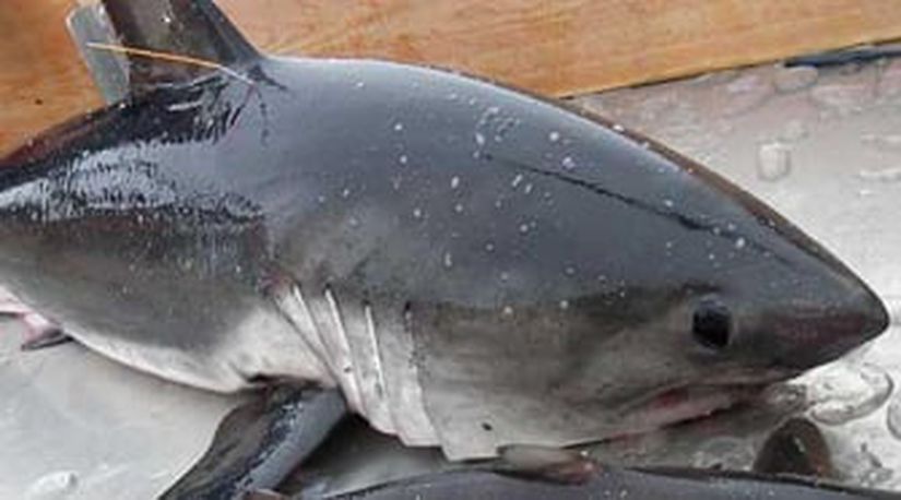 Görsel 2: Somon köpekbalığı (Lamna ditropis) yüzgeç etiketi ile.