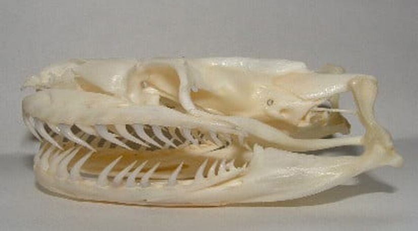 Aglifus yılan anatomisi