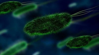 Sahada Yapılan Bakteri Deneyleri, İklim Değişikliğinin Bakterilerin Hızlı Evrimini Tetiklediğini Gösteriyor!